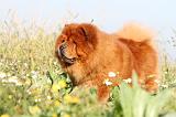 CHOW CHOW 278